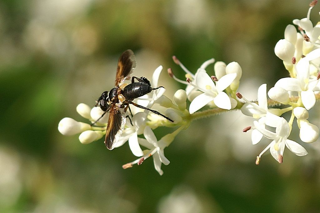 Syrphidae ?   No, Tachinidae: Trichopoda pennipes