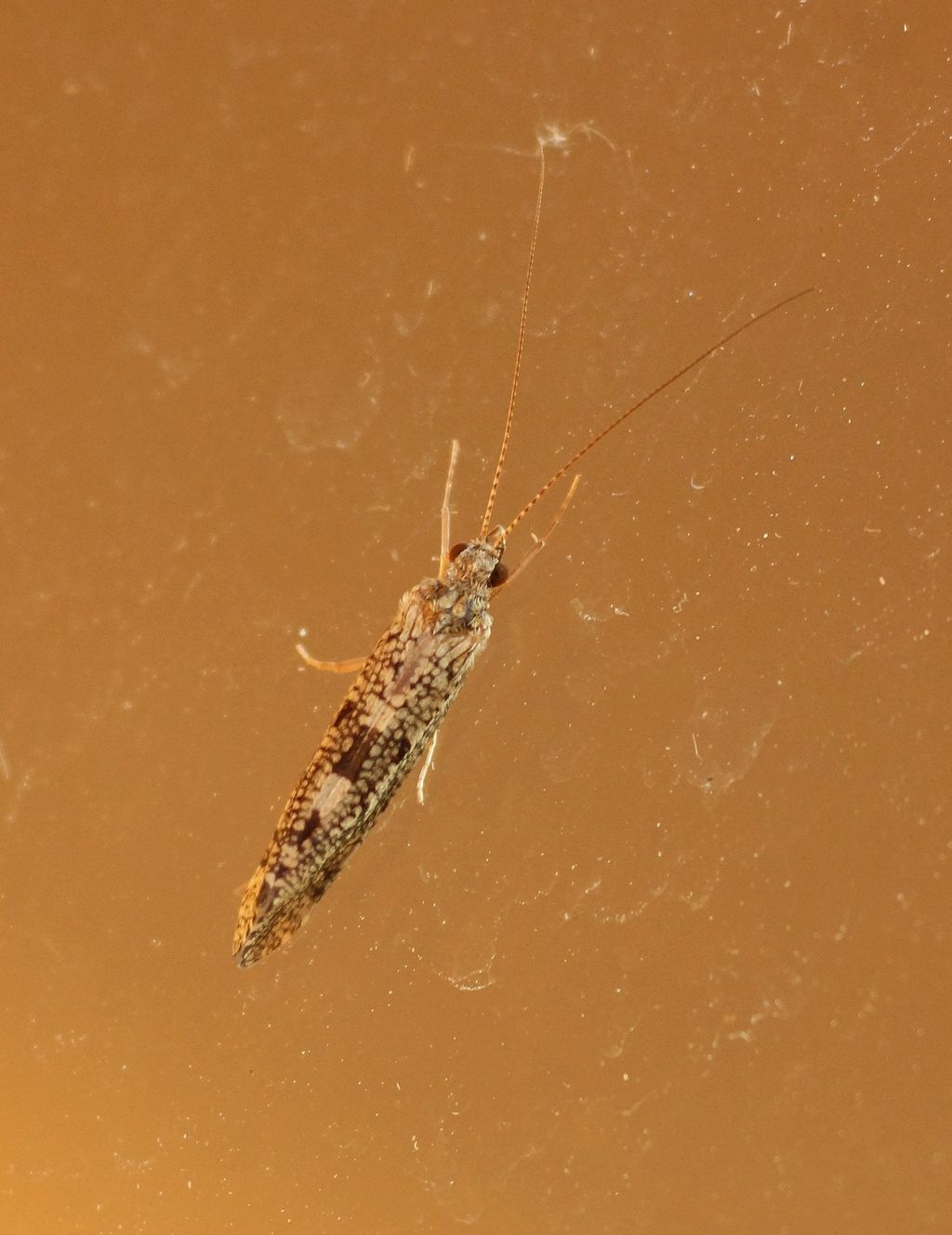 Rhyacophilidae: Rhyacophila sp.