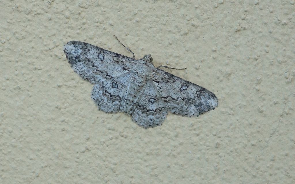 Geometridae? S, Ascotis selenaria