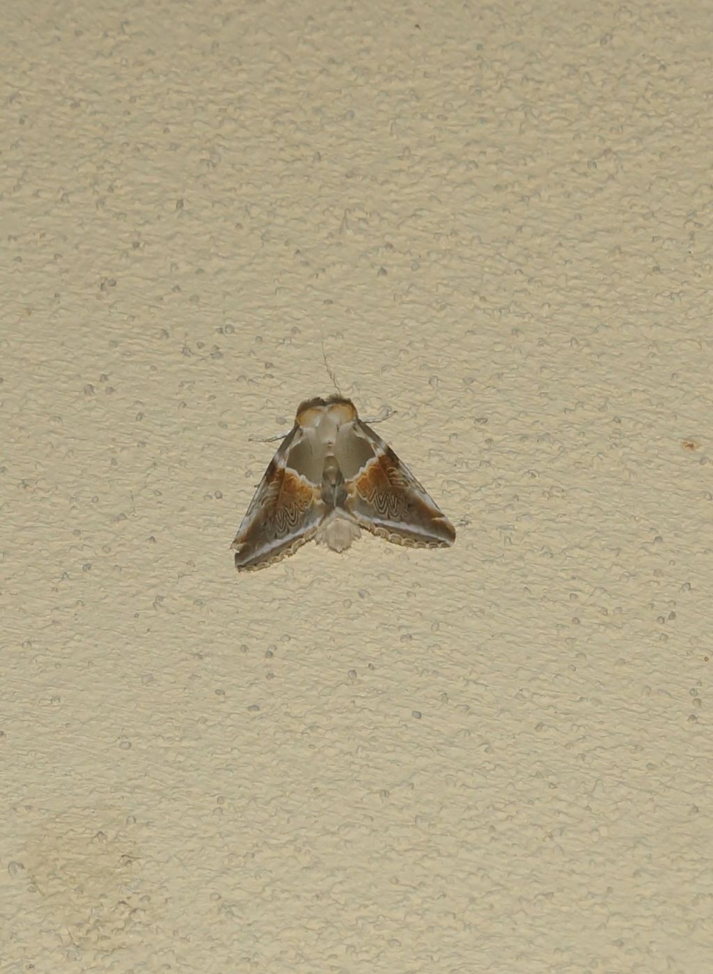 Habrosyne pyritoides - Drepanidae