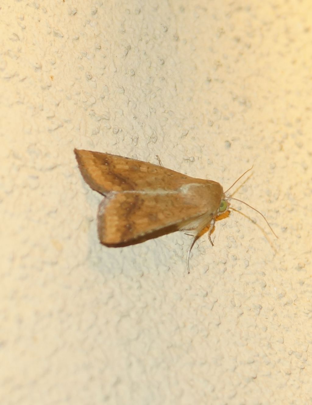 Helicoverpa armigera - Noctuidae