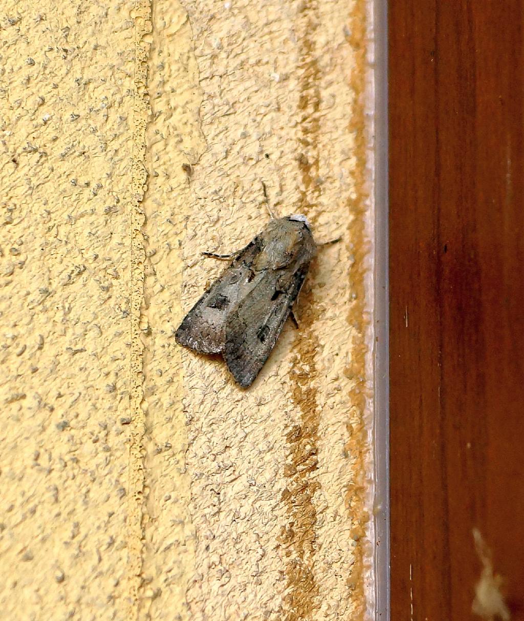 Noctuidae? S, Agrotis exclamationis