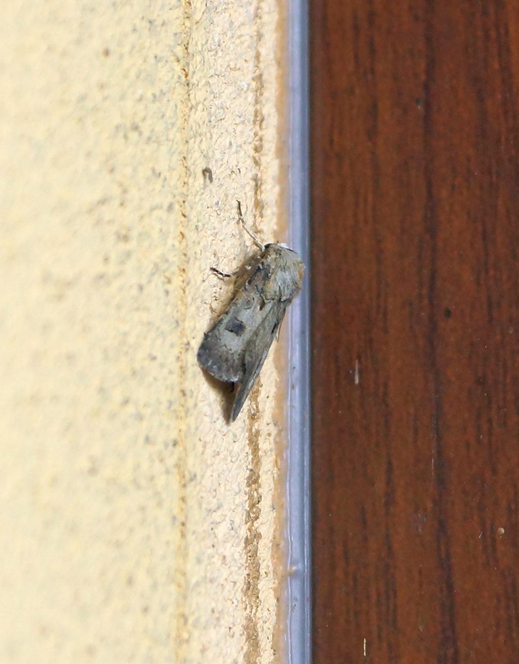 Noctuidae? S, Agrotis exclamationis