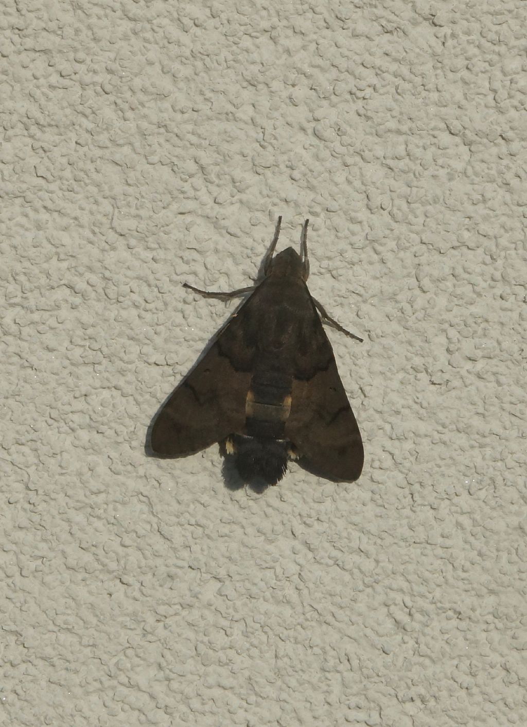 Macroglossum stellatarum - Sphingidae