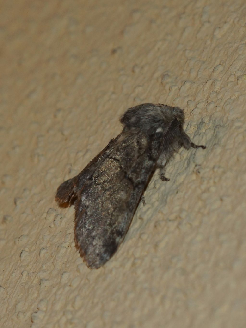 Gluphisia crenata - Notodontidae