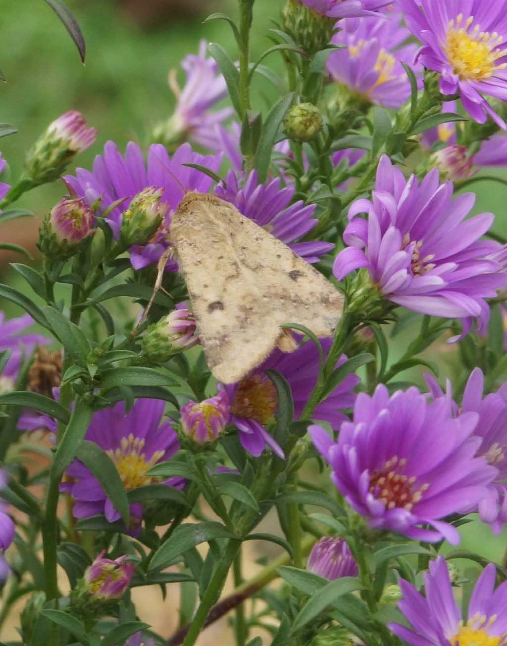 Helicoverpa armigera  - Noctuidae