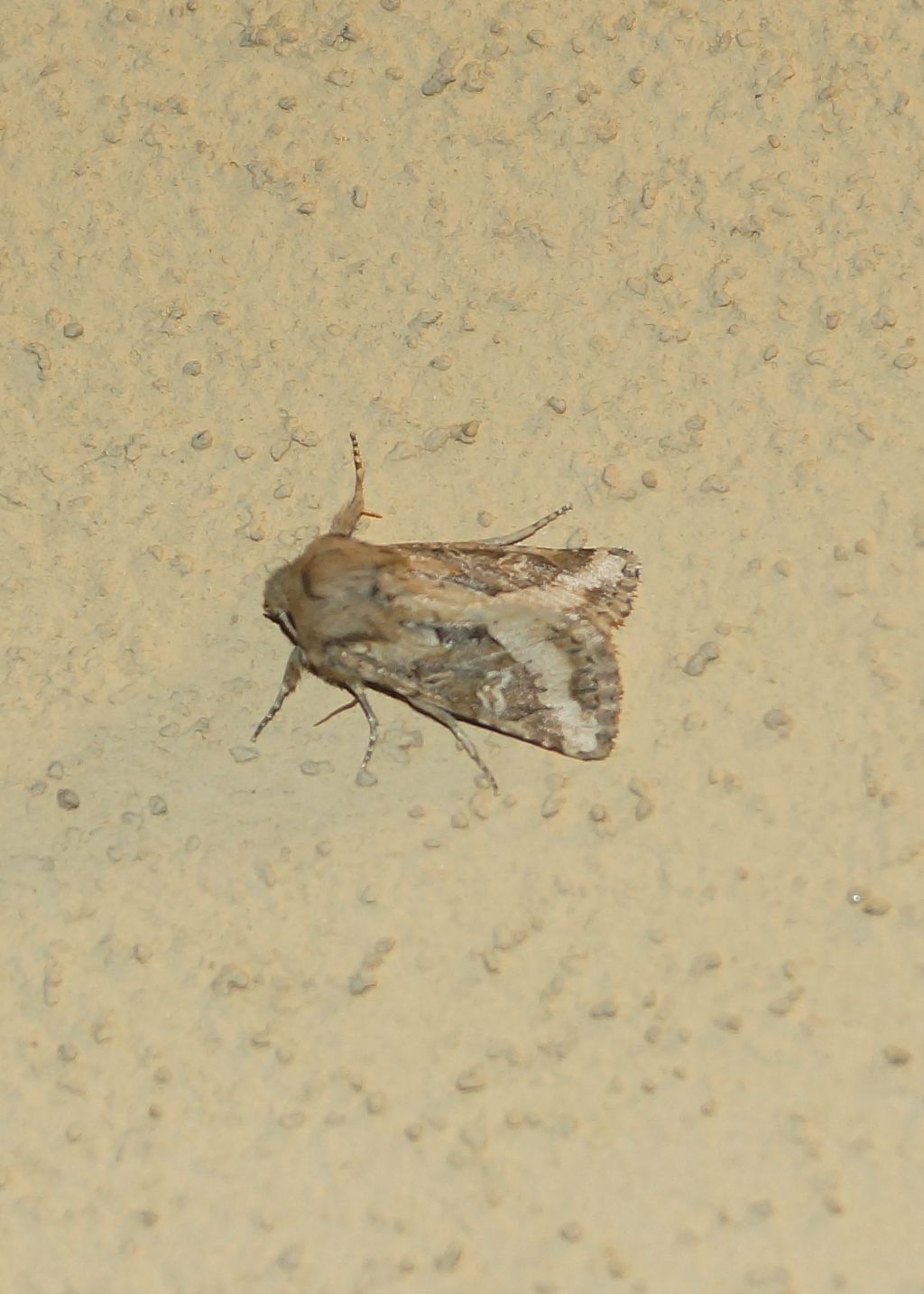 Luperina dumerilii - Noctuidae