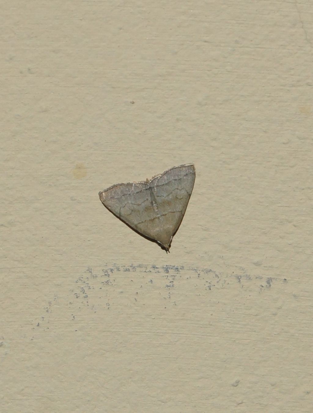 Crambidae? No, Erebidae: Herminia tarsicrinalis