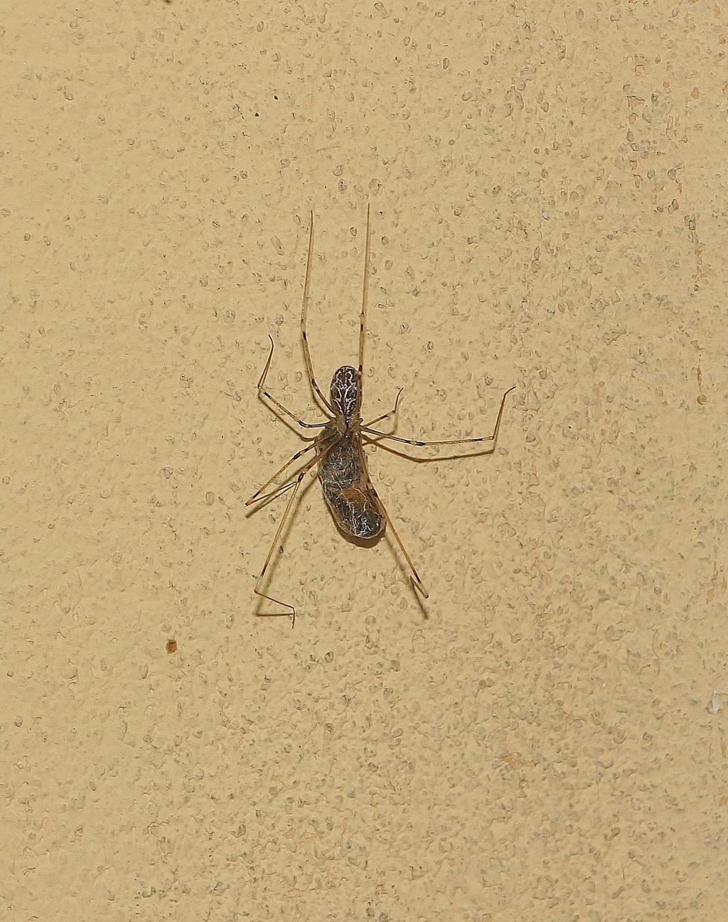 Holocnemus pluchei - Ostiglia (MN)