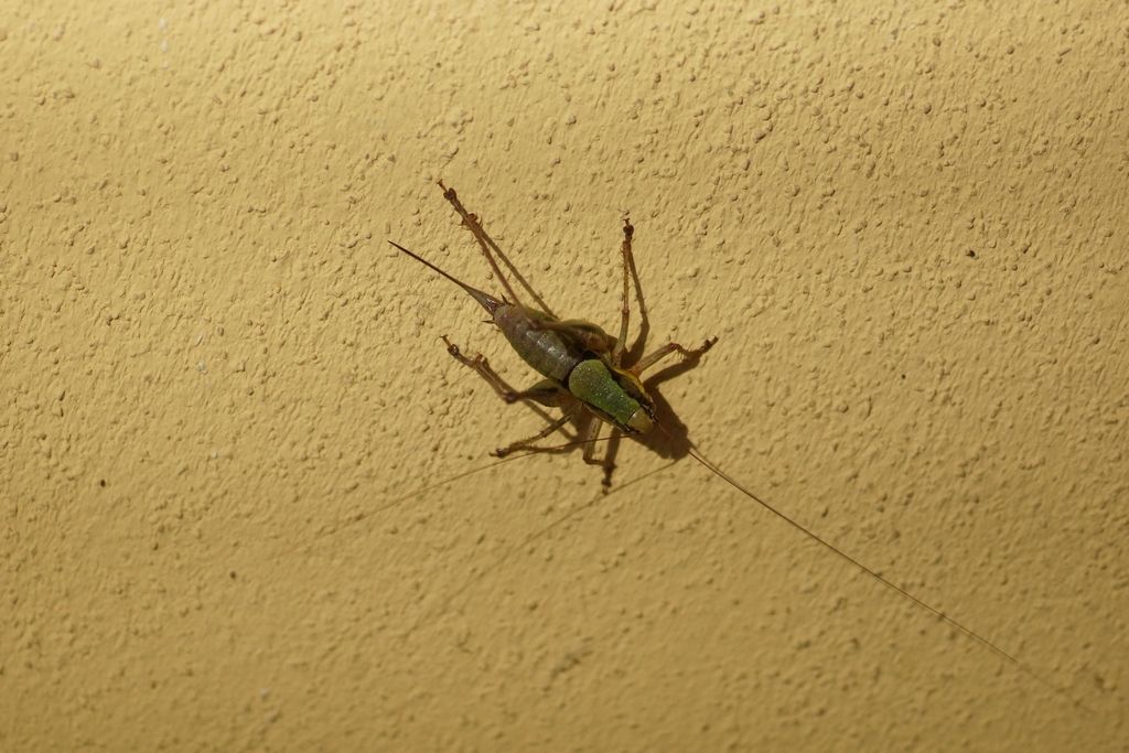 Eupholidoptera cfr.  schmidti, femmina