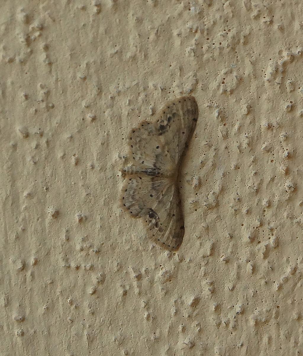 geometridae 1: Idaea dimidiata - Geometridae