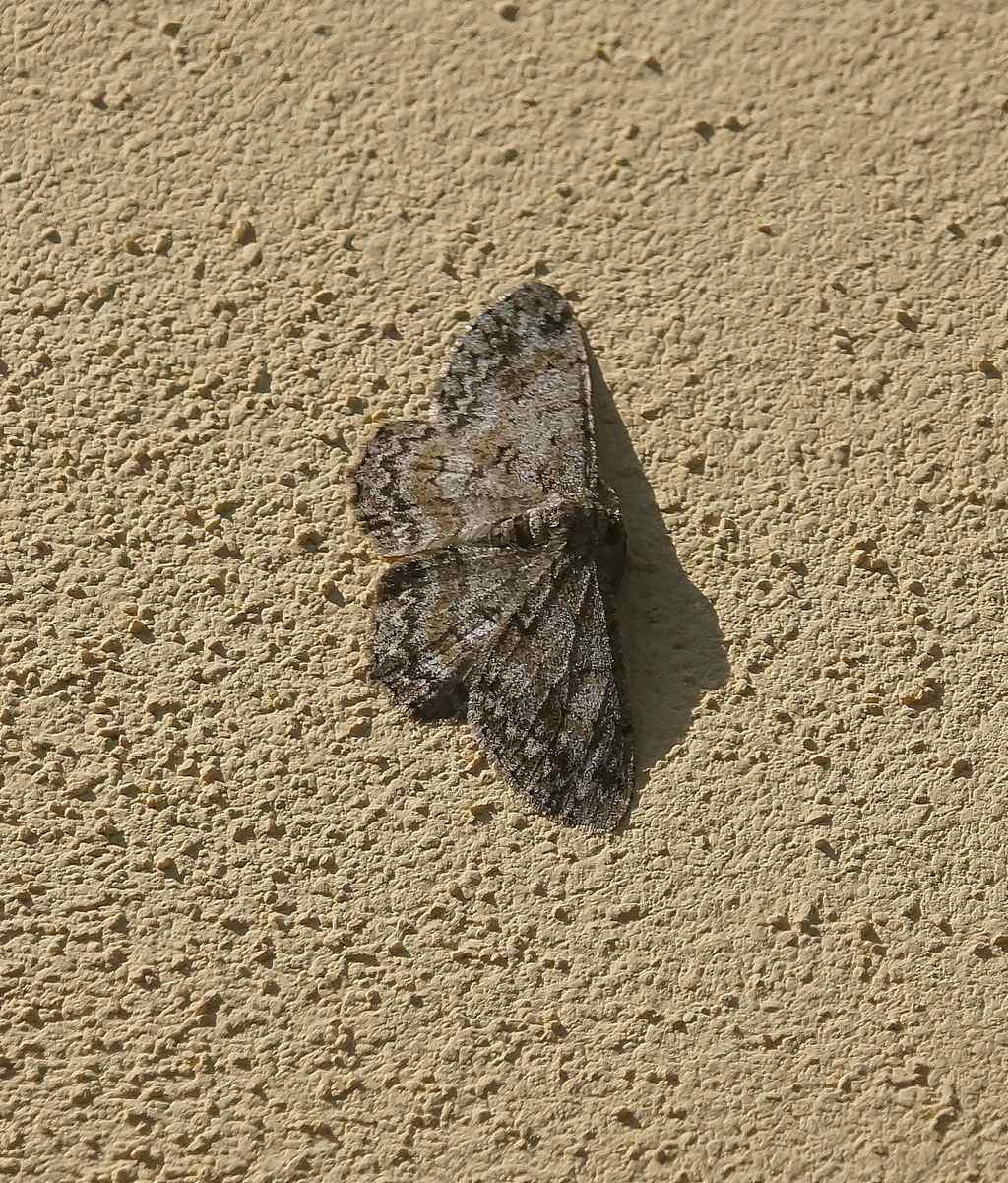 Geometridae:  Hypomecis punctinalis