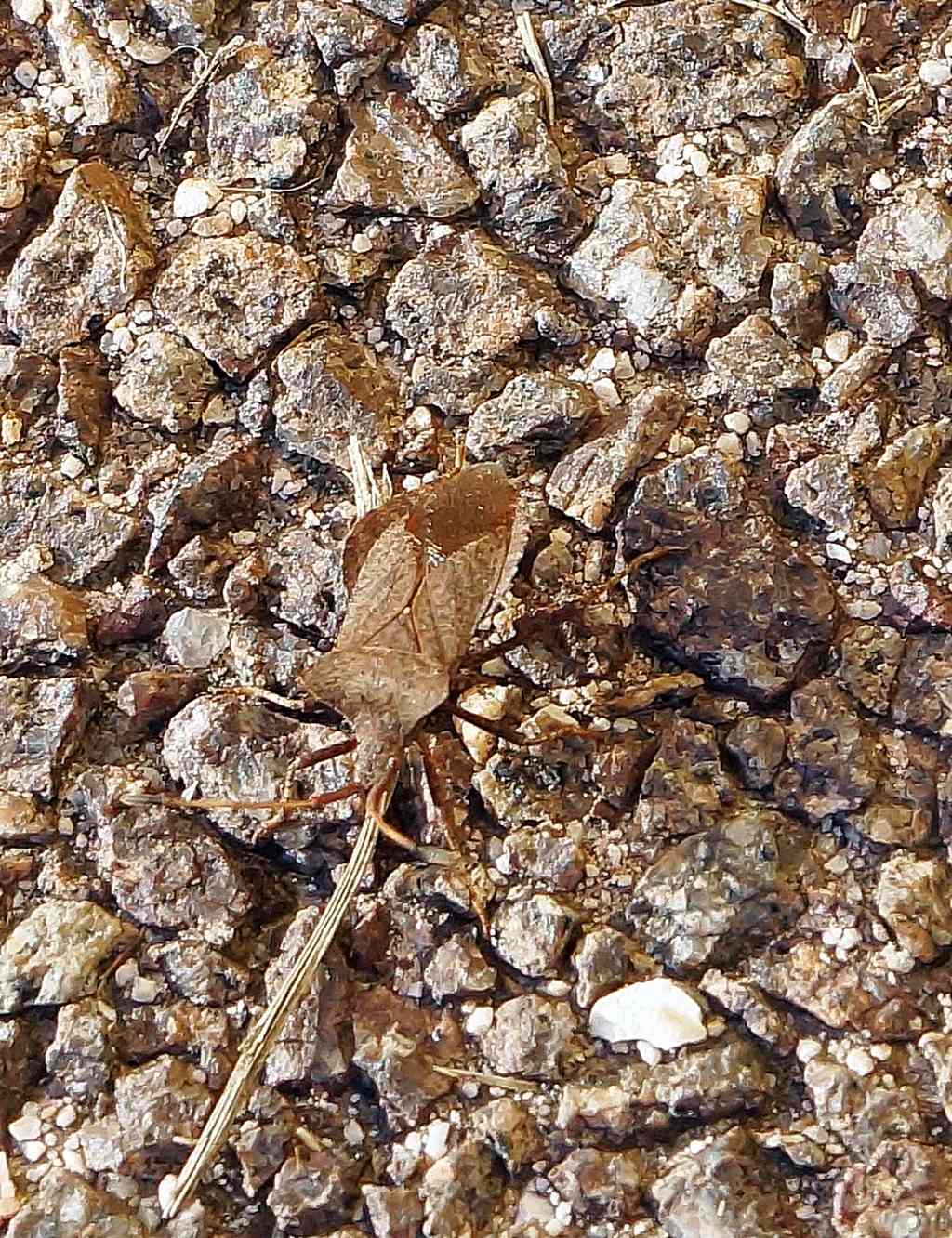 Coreidae?  S, Coreus marginatus