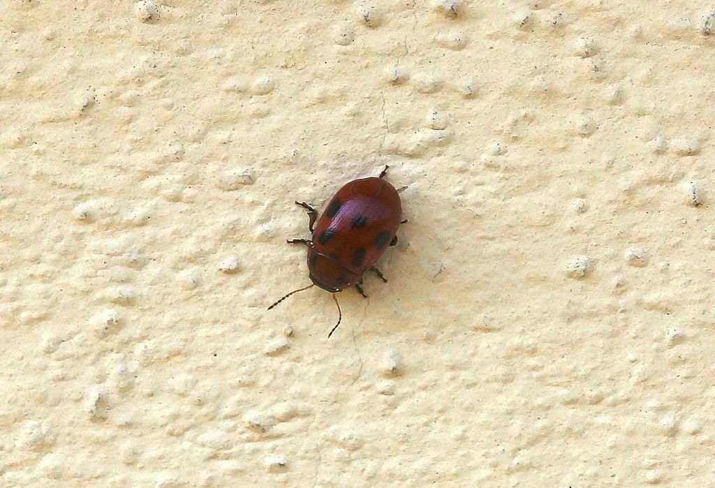 Coccinella? No, Gonioctena fornicata, Chrysomelidae