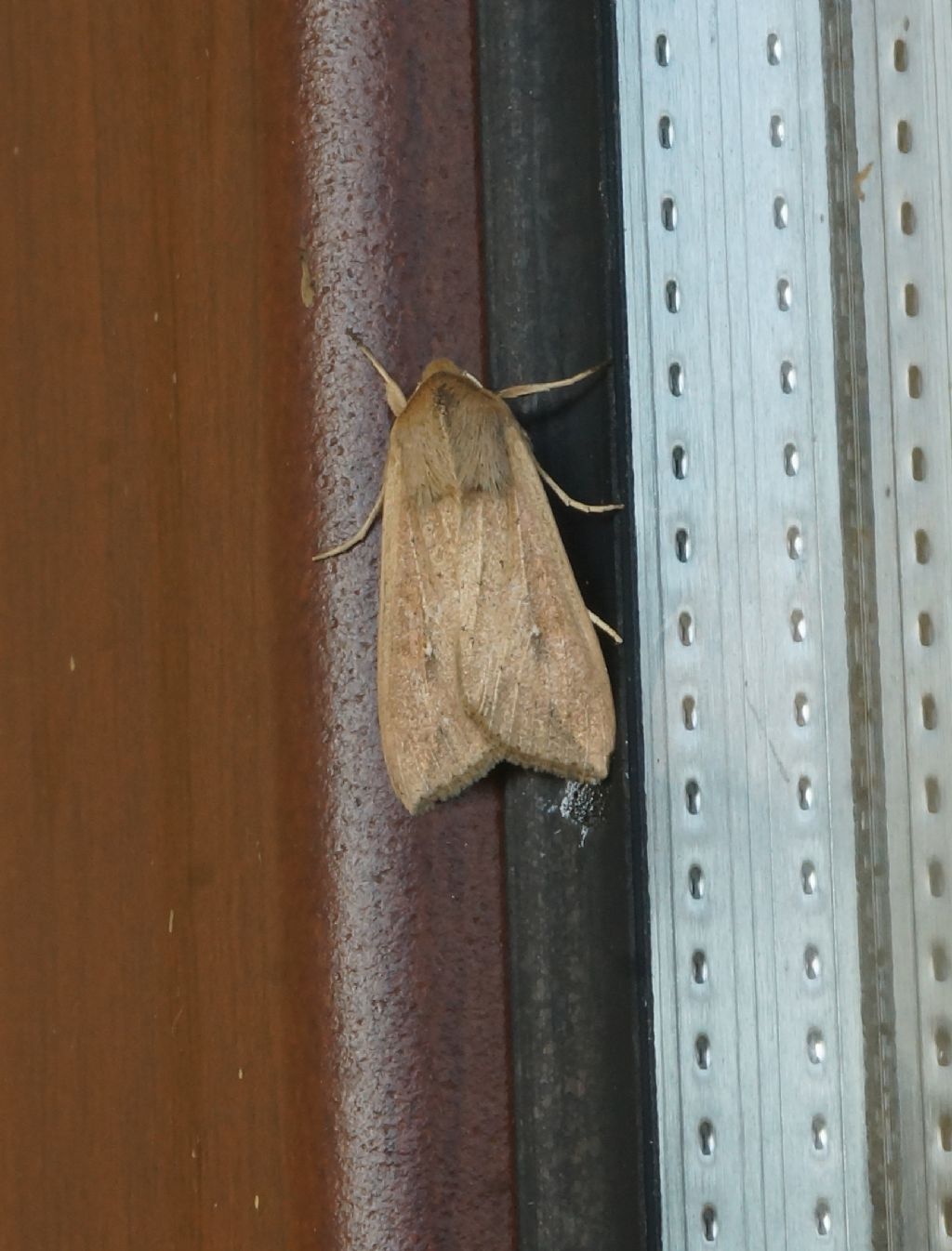 Mythimna unipuncta - Noctuidae