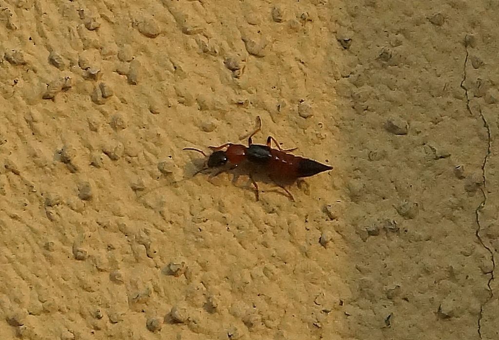 Staphylinidae: Paederus cfr. littoralis