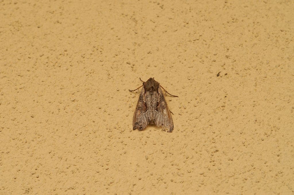 Falena da id: Lacanobia w-latinum - Noctuidae