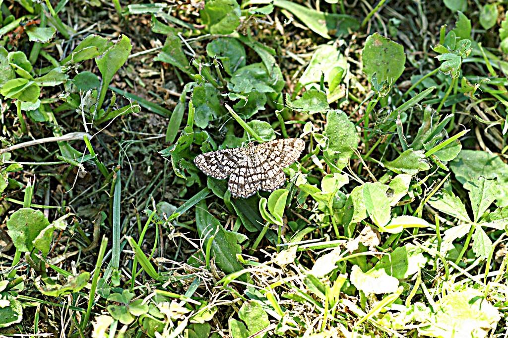 Geometridae: Chiasmia clathrata