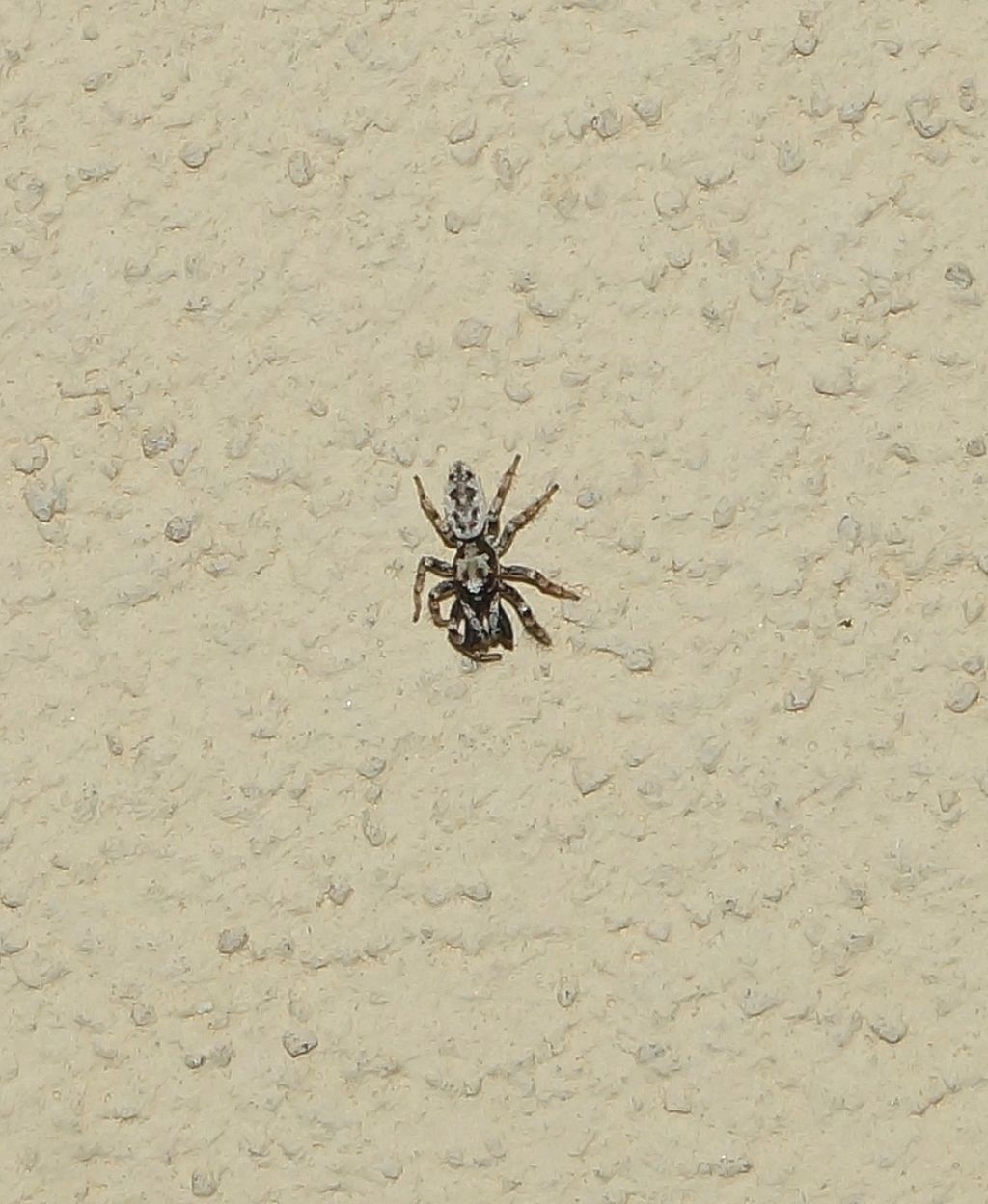 Salticus sp. - Ostiglia (MN)