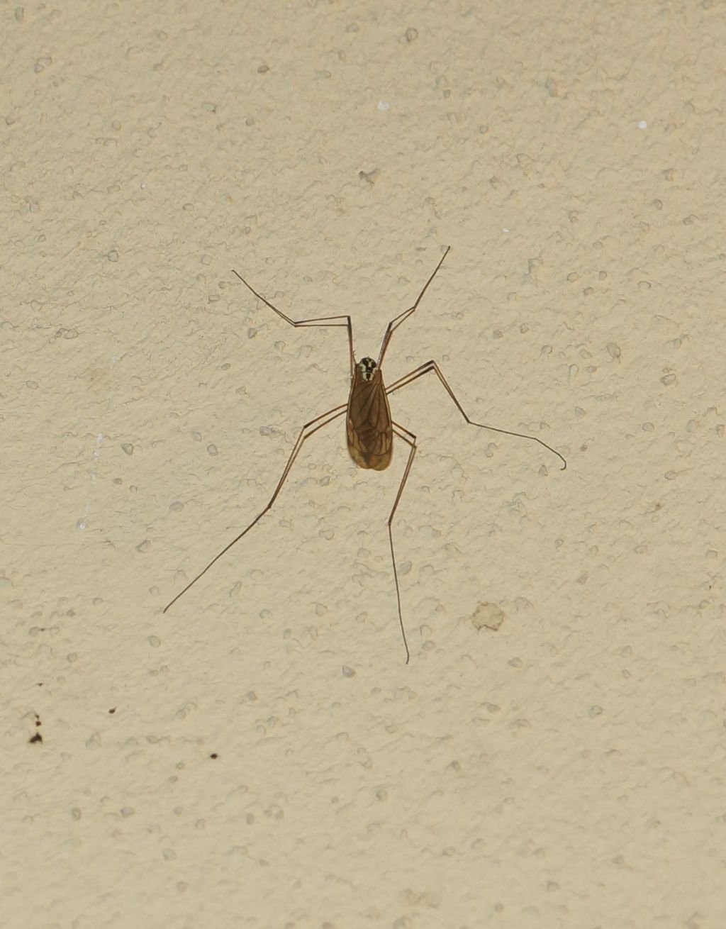 Tipulidae: cfr. Nephrotoma sp.