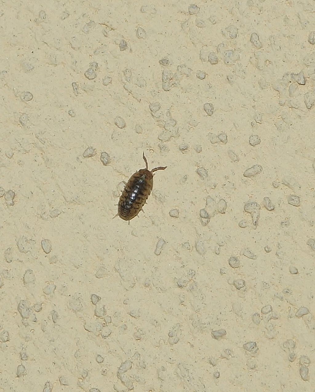 Isopoda da id.