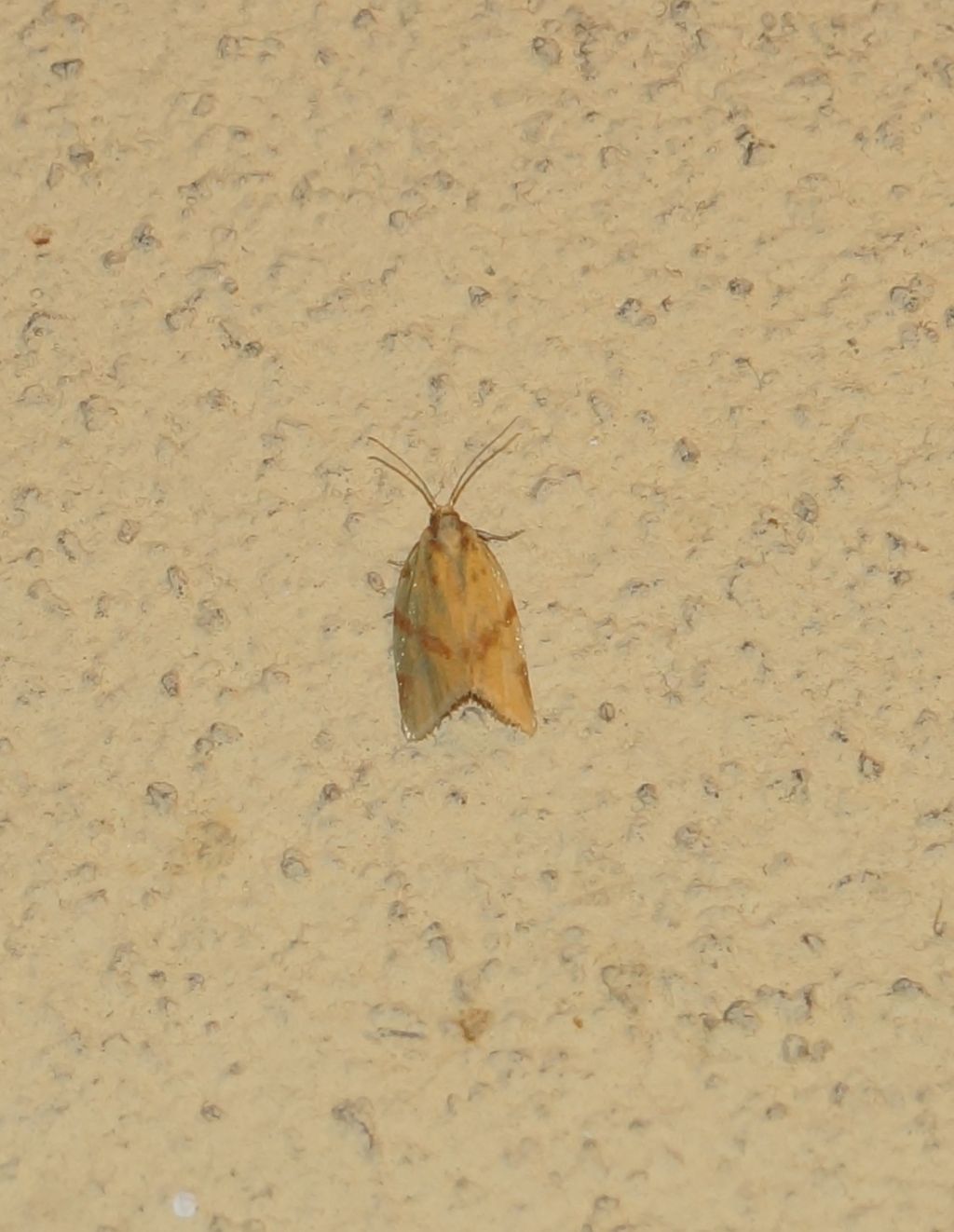 Tortricidae: Clepsis pallidana