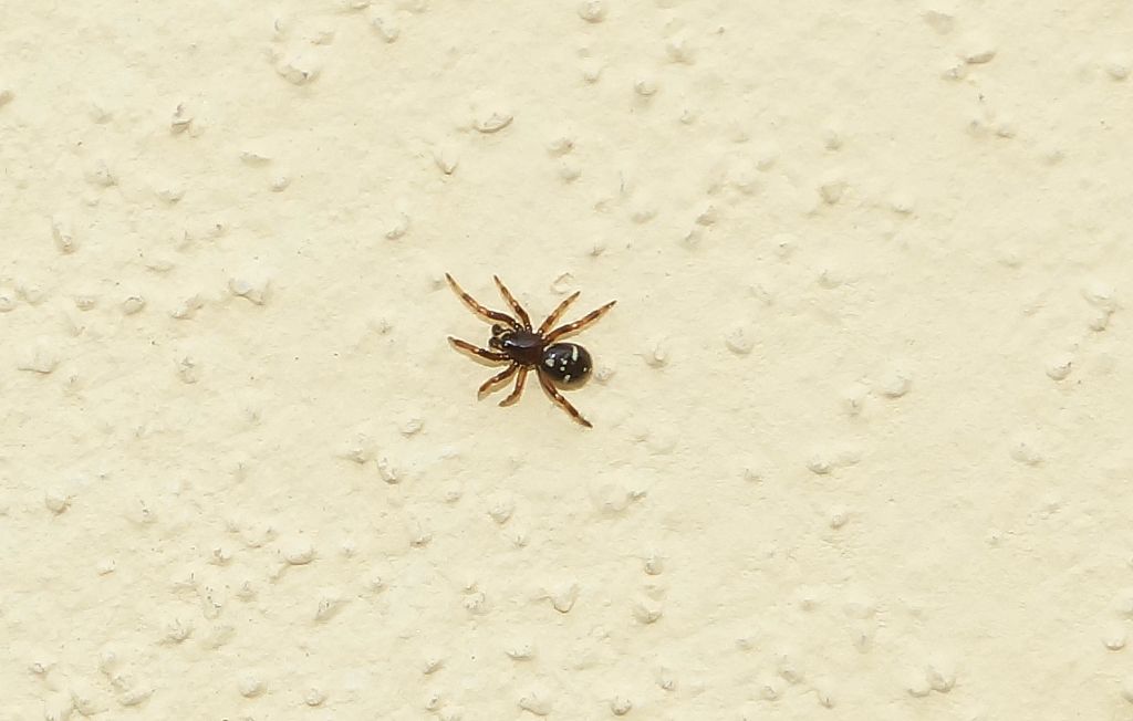 Salticidae? No, Theridiidae:  Asagena sp. - Ostiglia (MN)