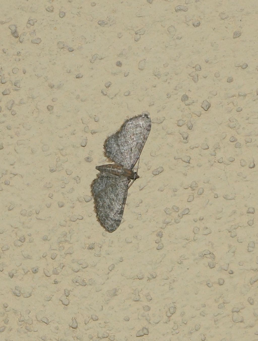 geometridae? S, Eupithecia cfr. haworthiata