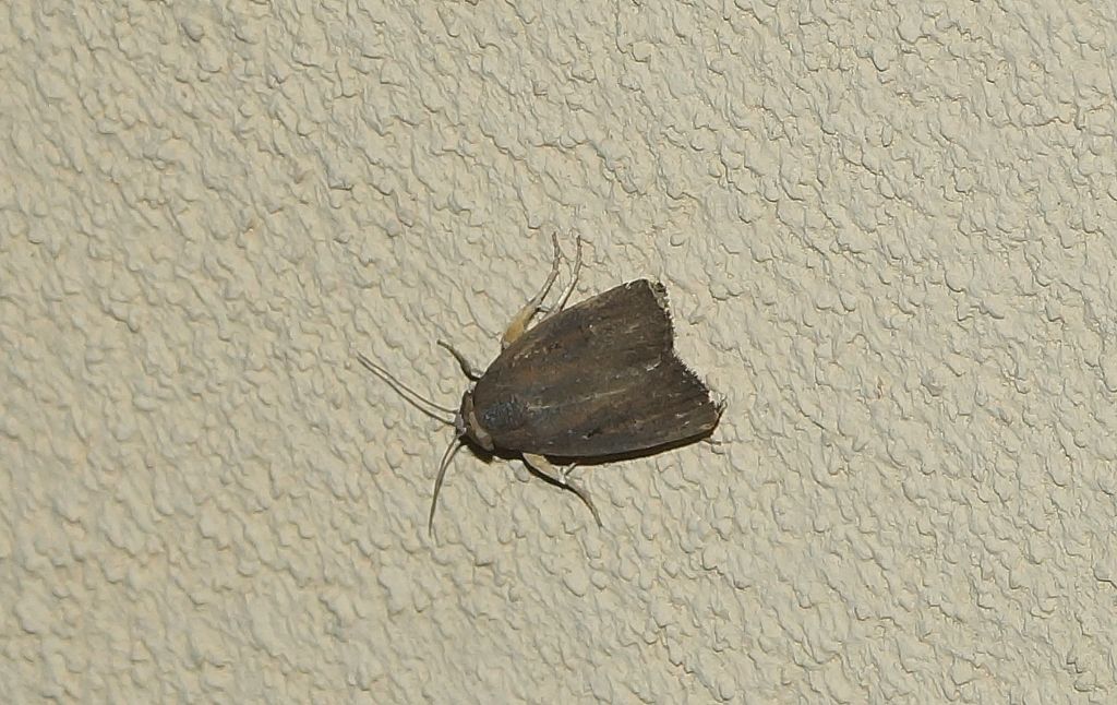 Falena? Athetis hospes - Noctuidae