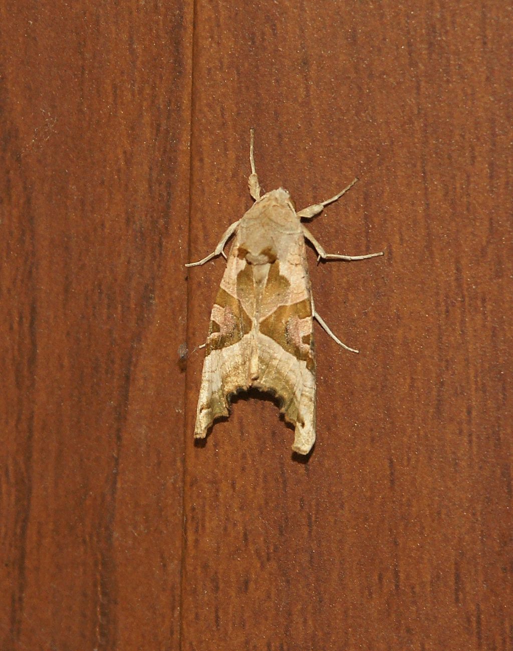 Noctuidae: Phlogophora meticulosa