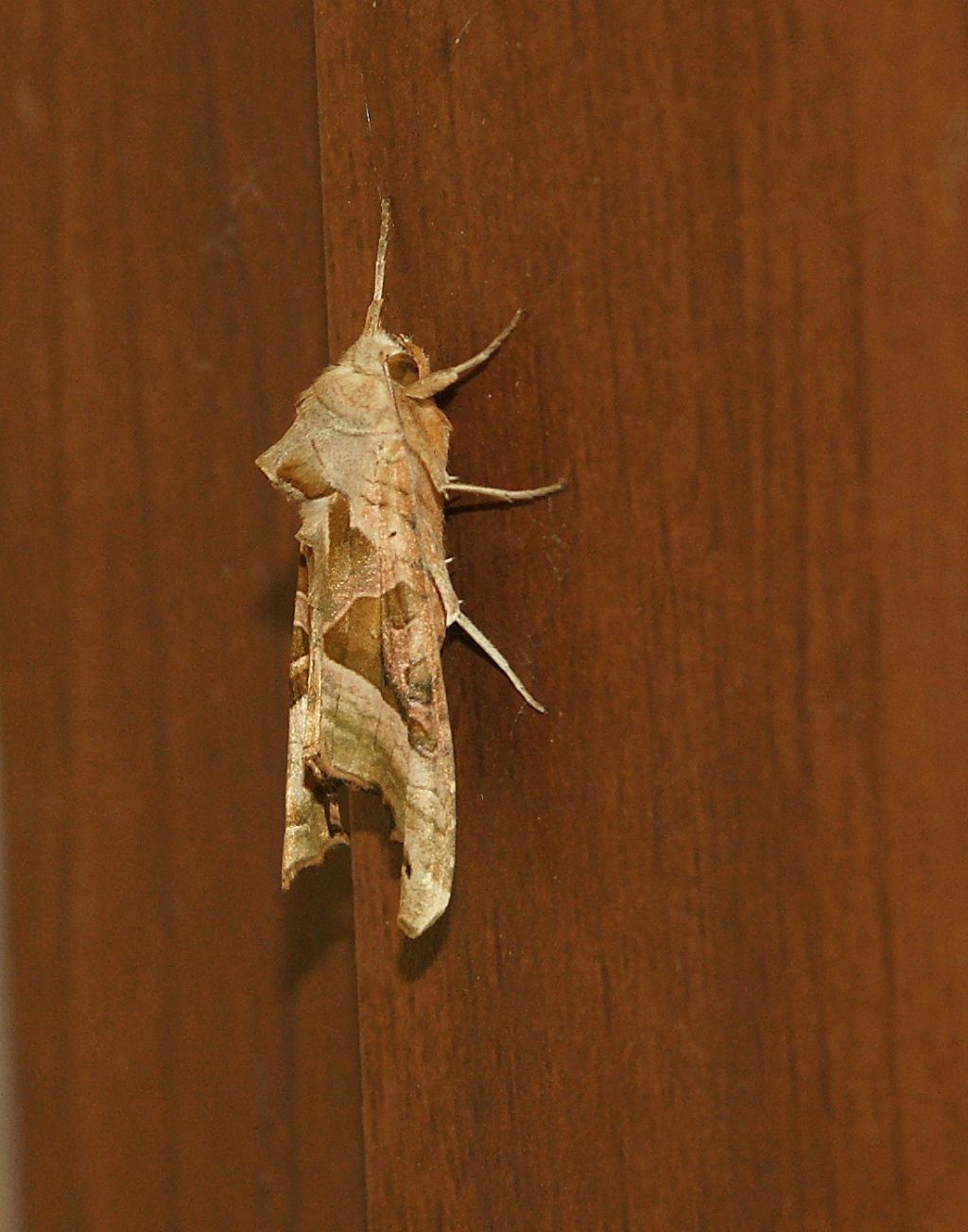 Noctuidae: Phlogophora meticulosa