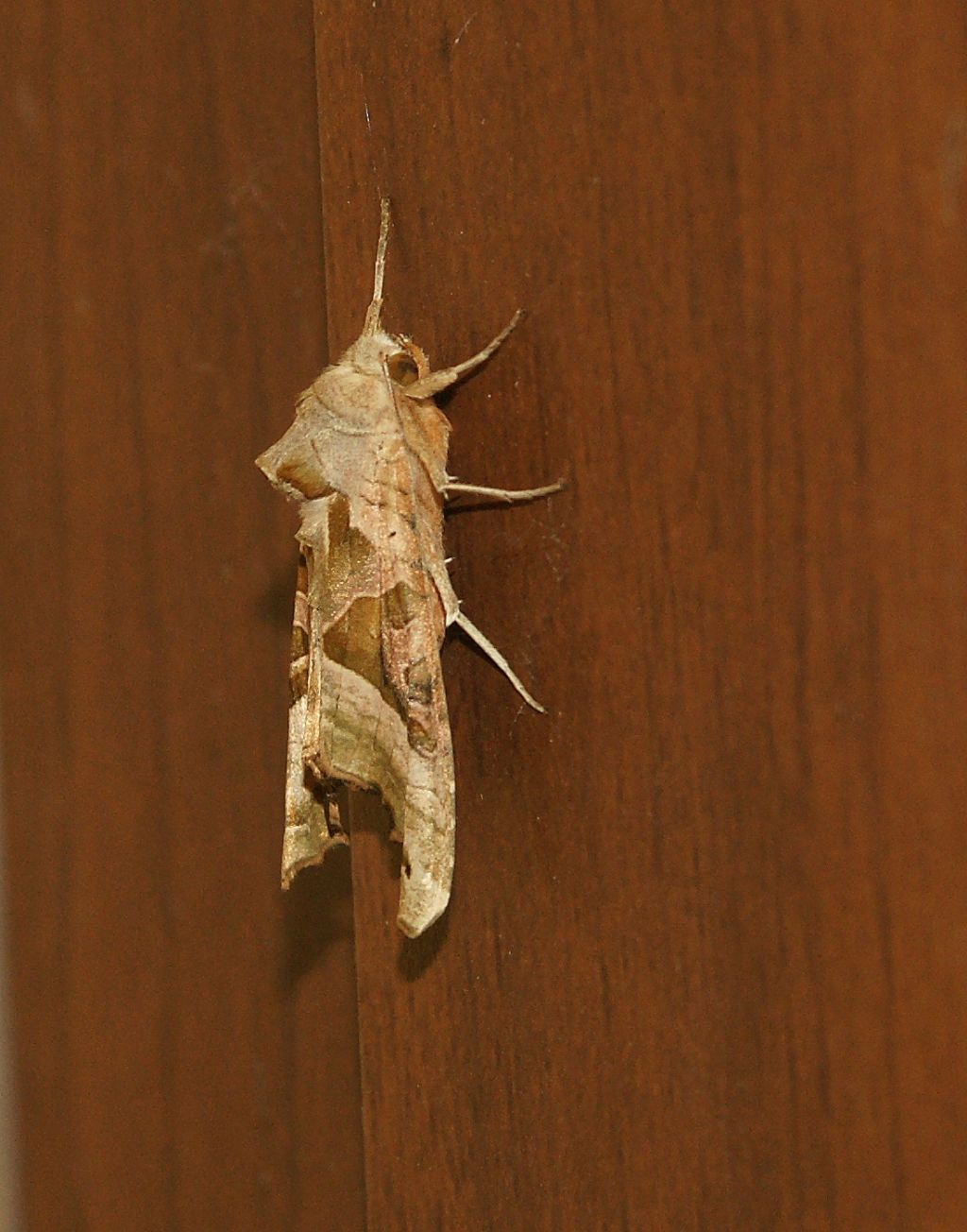 Noctuidae: Phlogophora meticulosa