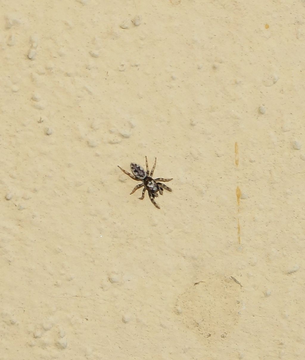 Salticus sp. - Ostiglia (MN)