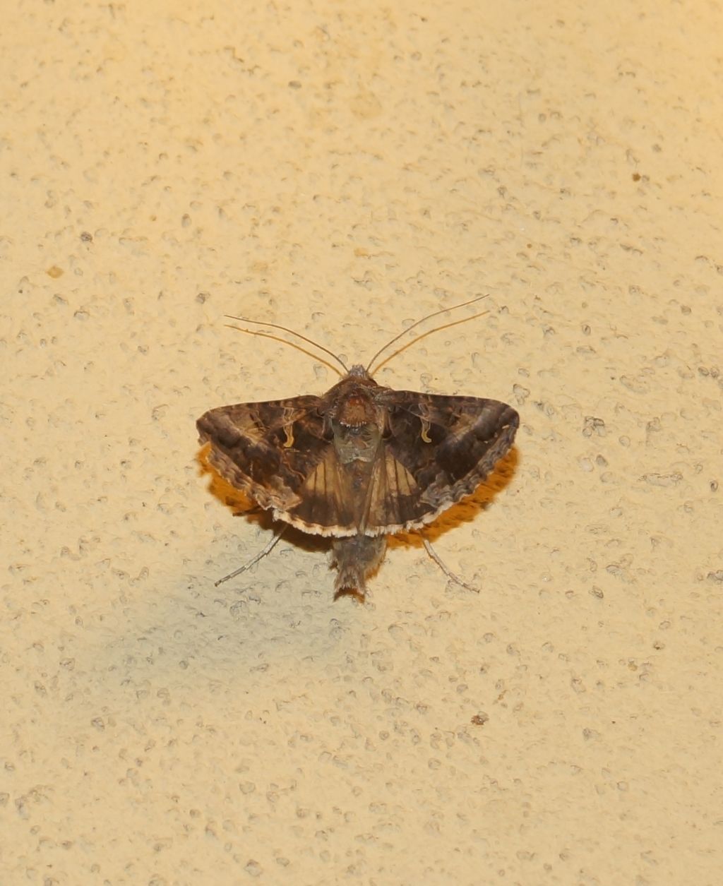 Falena da id: Autographa gamma - Noctuidae