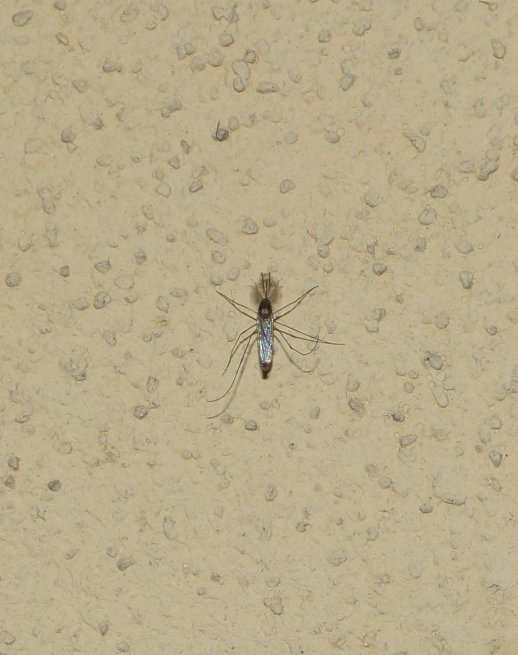 Culicidae sp., maschio