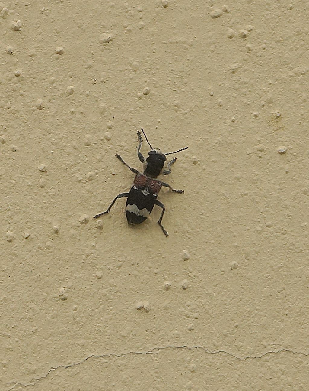 Cleridae: Clerus mutillarius