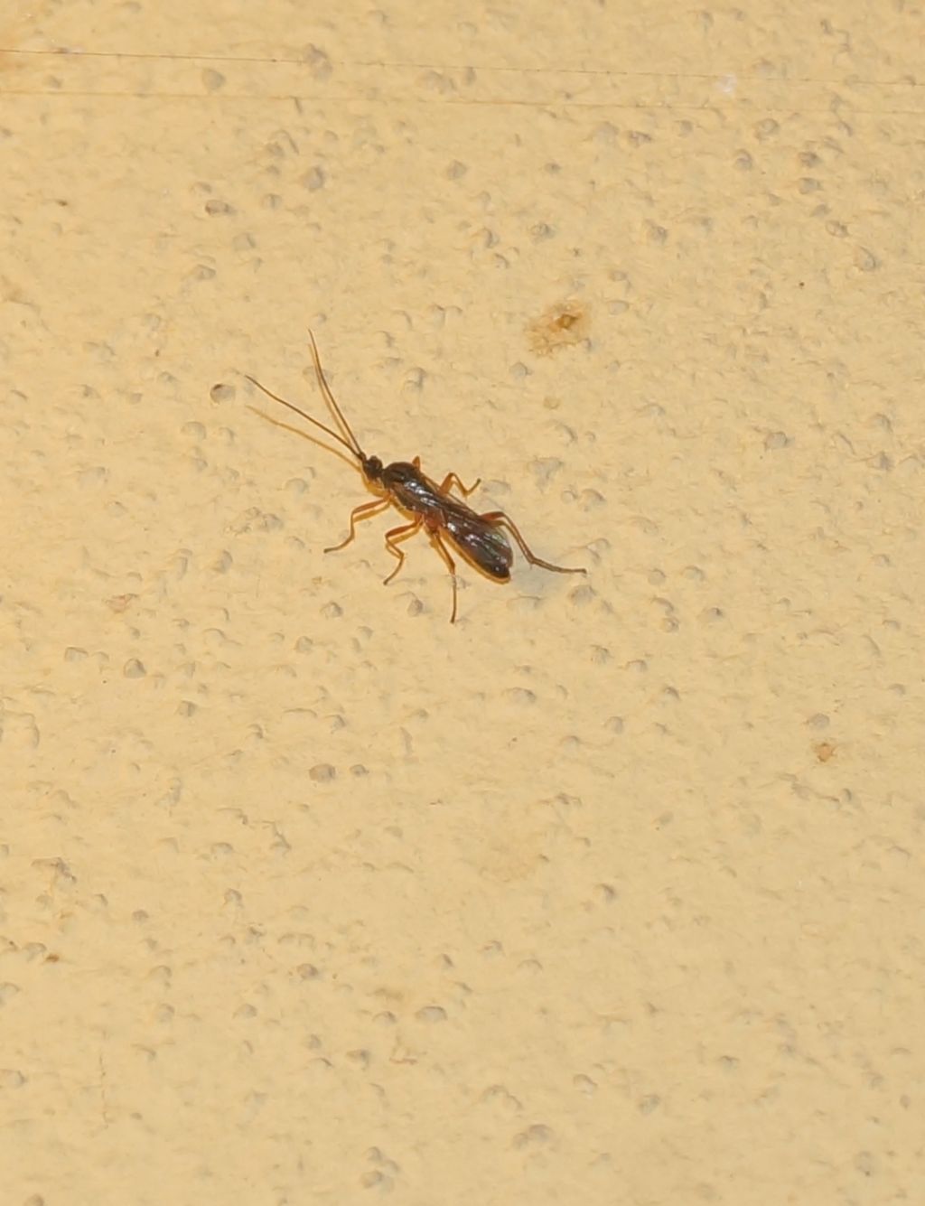 Ichneumonidae? No, Braconidae