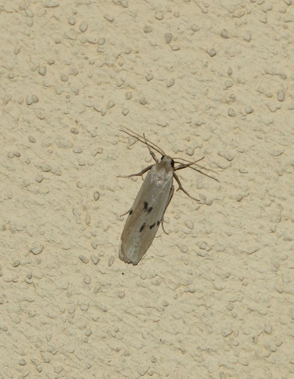 Pelosia muscerda - Erebidae Arctiinae