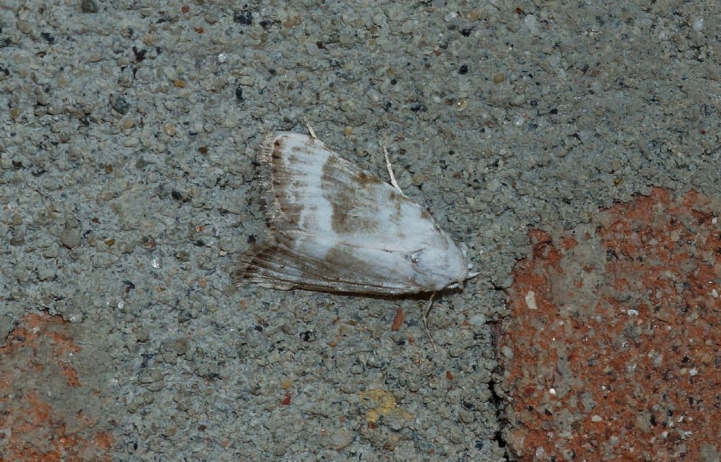 Meganola albula - Nolidae