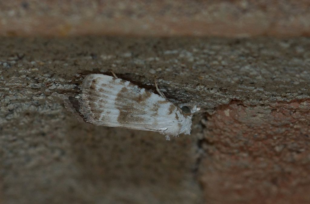 Meganola albula - Nolidae