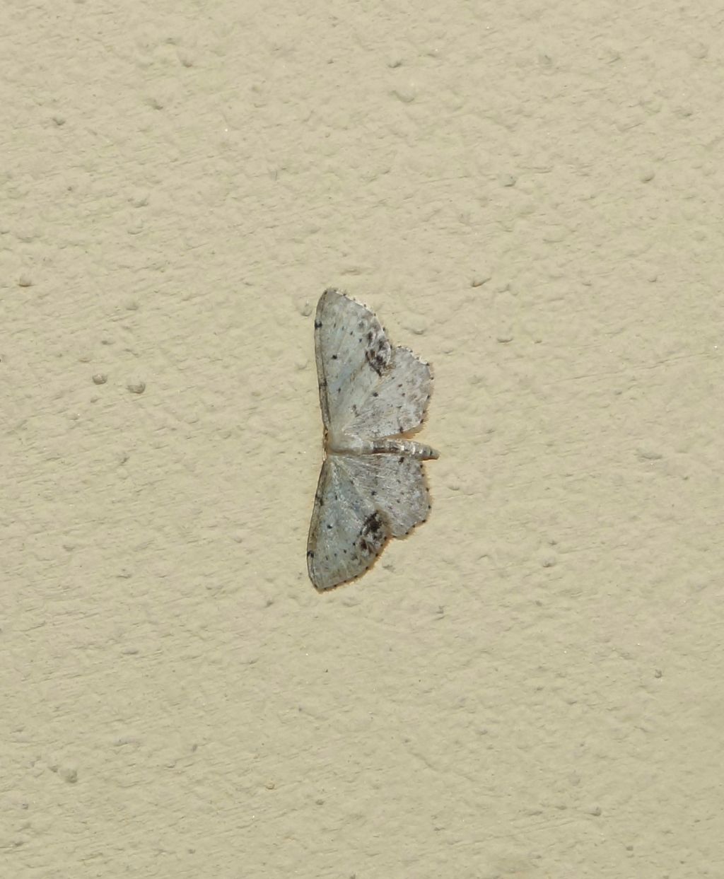 Eupithecia? No, Idaea dimidiata - Geometridae