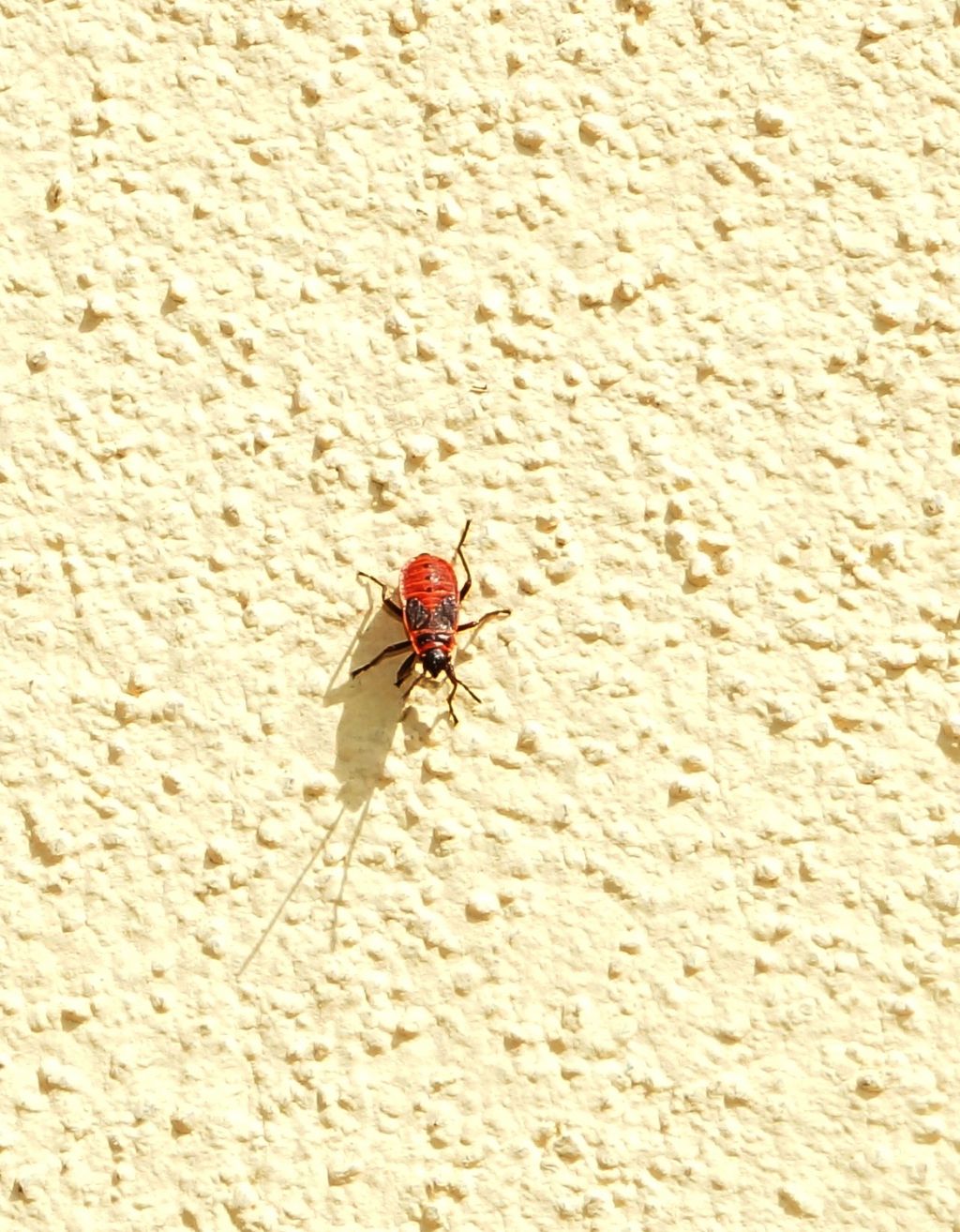 Ninfa di Pyrrhocoris apterus ( Pyrrhocoridae)