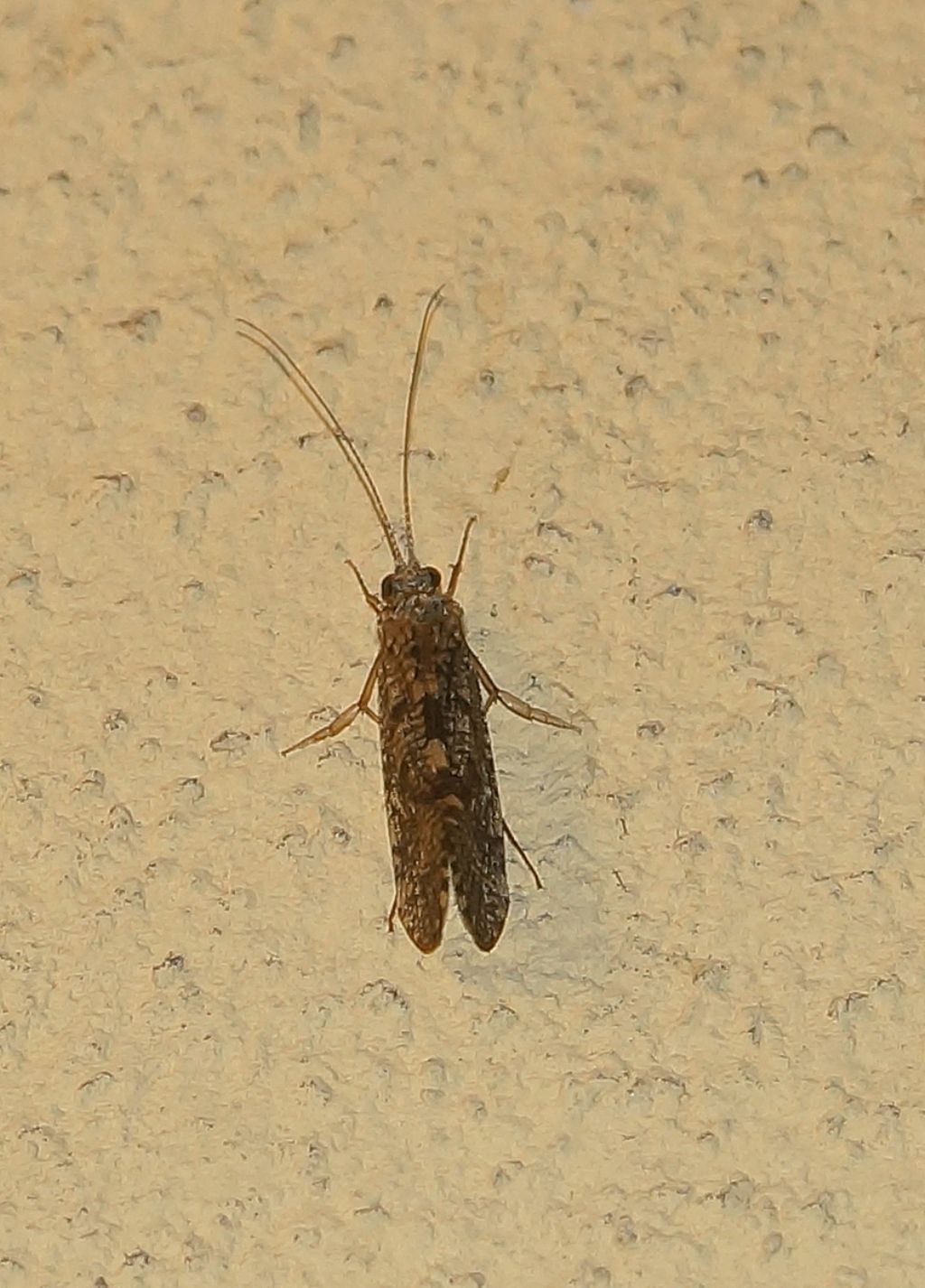 Rhyacophilidae: Rhyacophila sp.