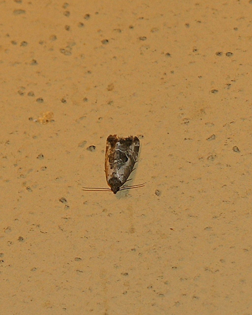 Acleris variegana? No, Elaphria venustula - Noctuidae