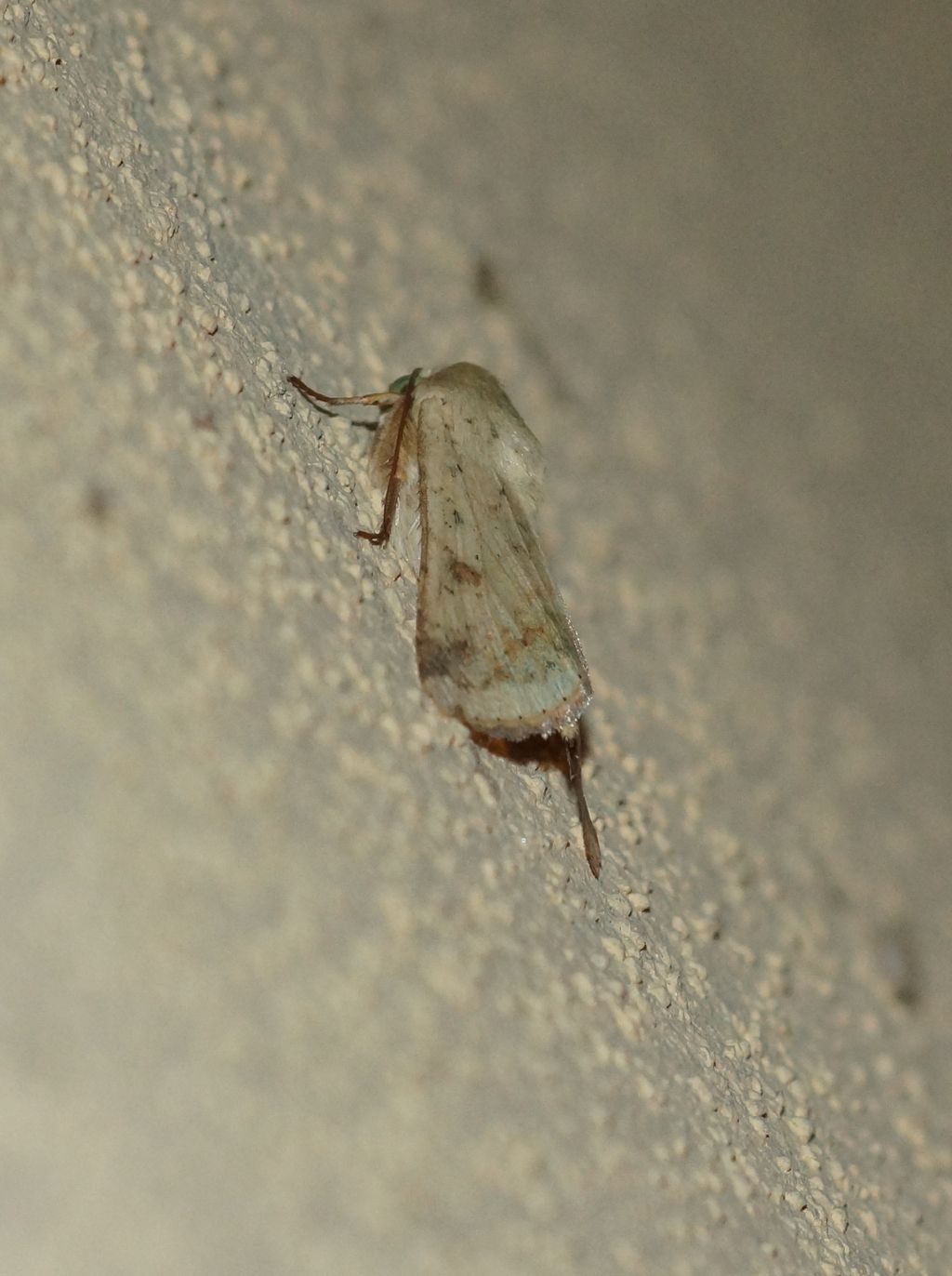 Helicoverpa armigera