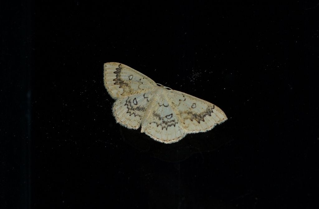 Geometridae: Cyclophora annularia