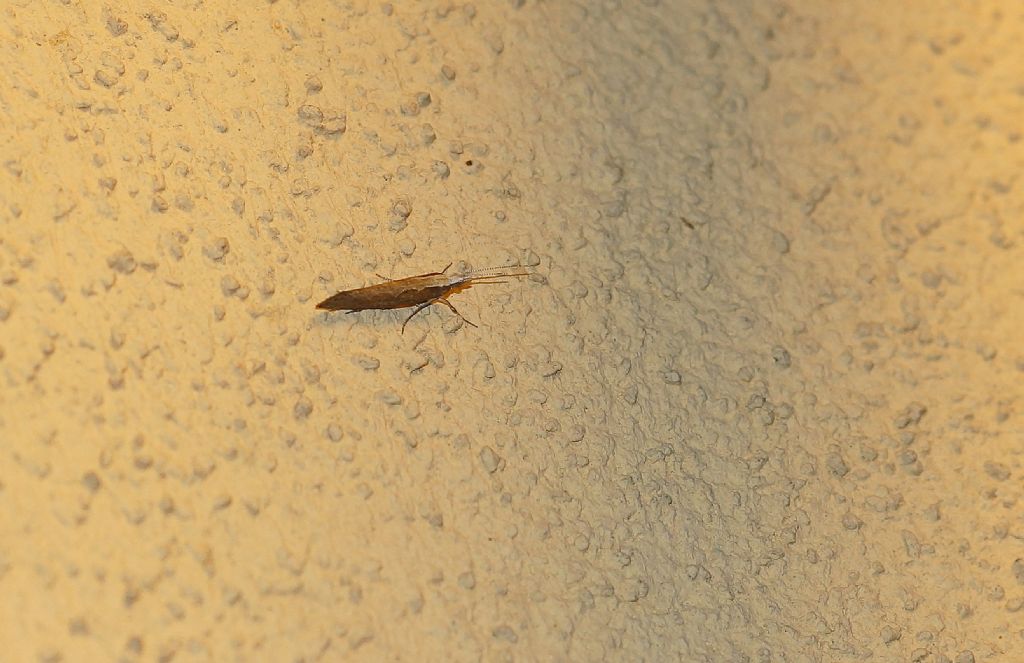 Plutella xylostella - Plutellidae