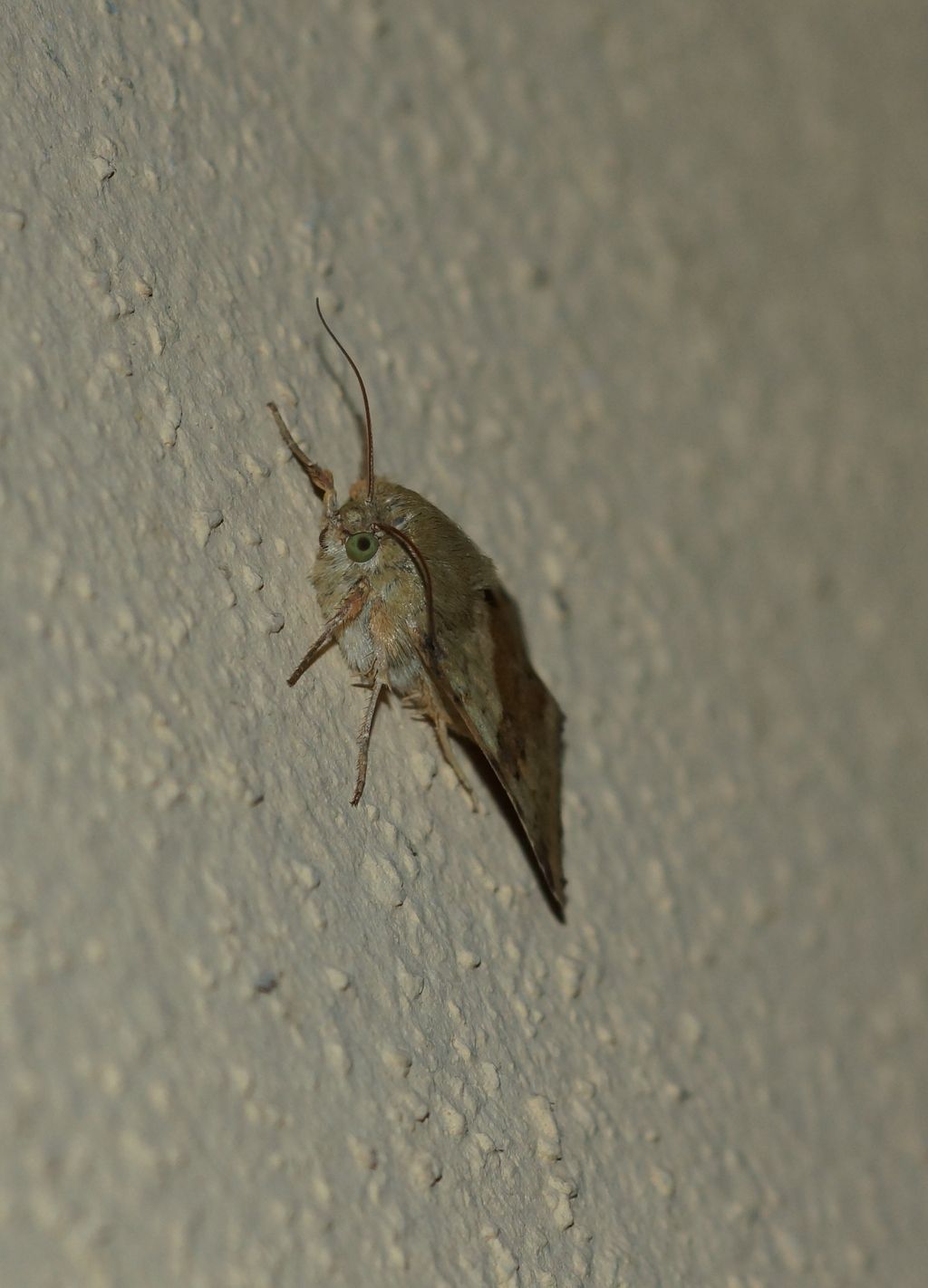 Noctuidae? S, Heliothis viriplaca