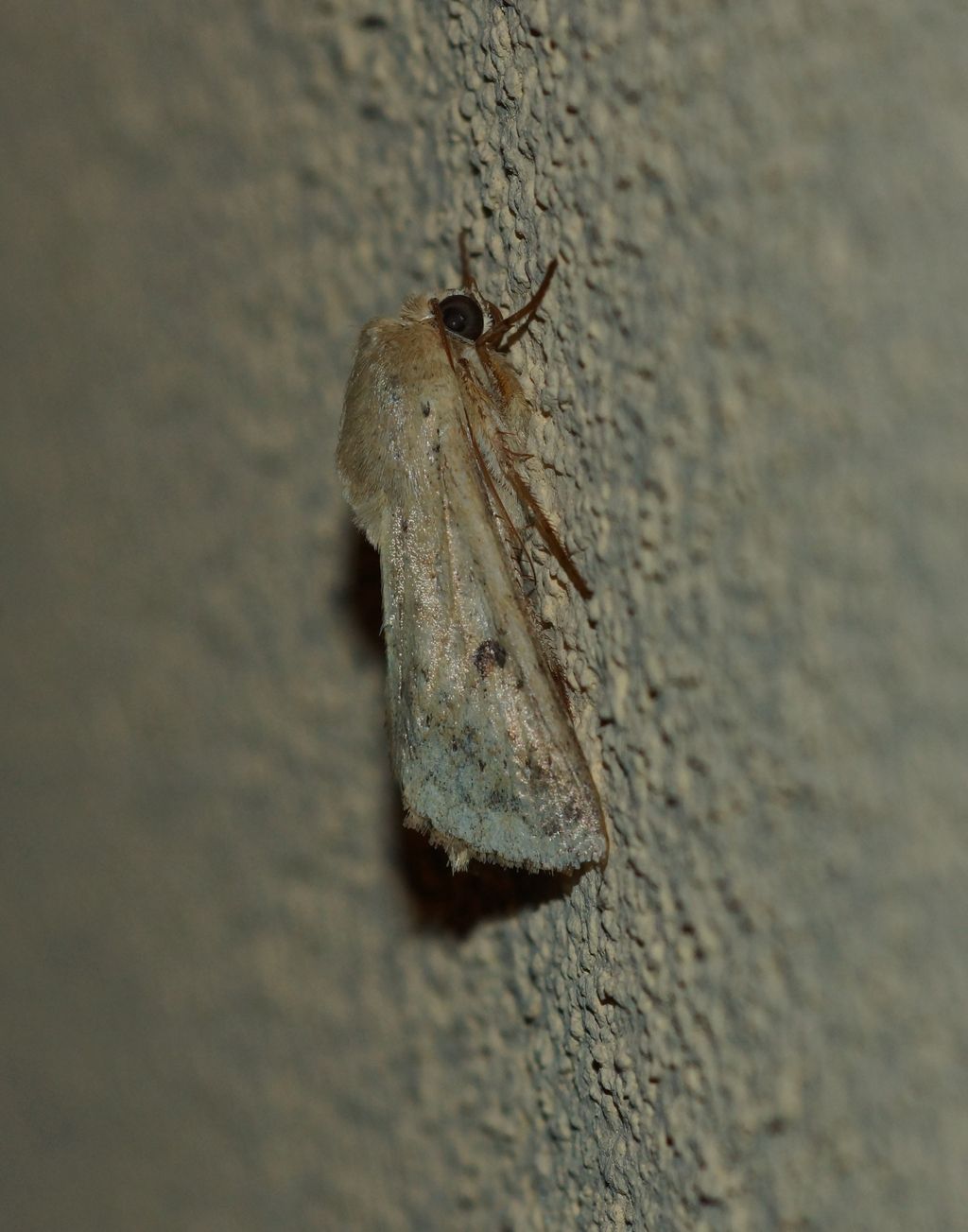 Helicoverpa armigera - Noctuidae