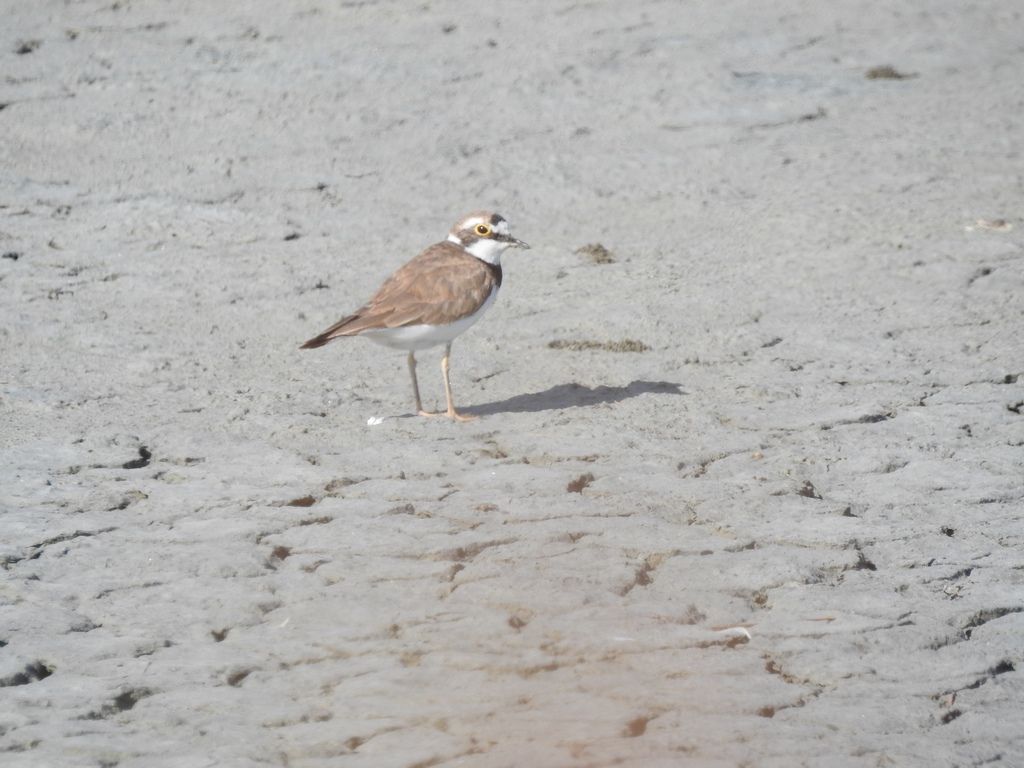 Fratino?  No, Corriere piccolo (Charadrius dubius)